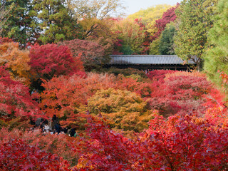  通天橋から望む紅葉の海