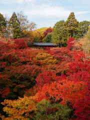  通天橋から望む紅葉の海