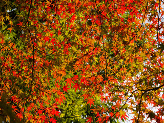  文化と季節が織りなす神域の風景