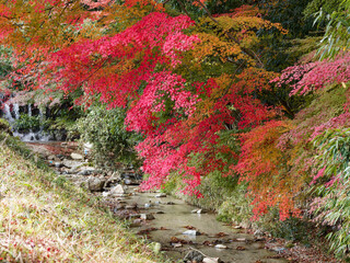  紅葉に包まれた静かな小川