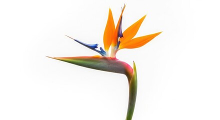 Obraz premium Strelitzia flower, also known as bird of paradise, isolated on white