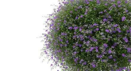 Obraz premium Lush green bush with small purple and white flowers isolated on white background