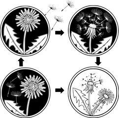 Detailed Dandelion Illustration: Stages of Growth, Black and White Drawing
