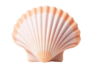 Fototapeta premium A single shell on a white background, perfect for use in still life or nature photography