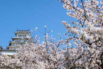 姫路公園の桜。姫路、兵庫、日本。４月上旬。