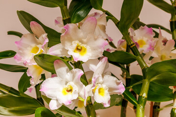 Close-up of beautiful white and pink orchid blossoms (Dendrobium nobile) with green leaves. Elegant floral photography perfect for wellness, spa, and interior decoration themes