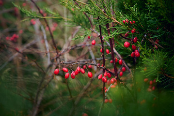 Red ripe barberry berries on a branch without leaves in the garden.