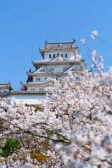 姫路公園の桜。姫路、兵庫、日本。４月上旬。
