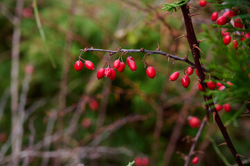 Red ripe barberry berries on a branch without leaves in the garden.