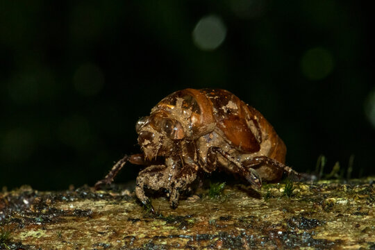 Detailed macro of cicada nymph shell on bark in tropical rainforest, Thailand