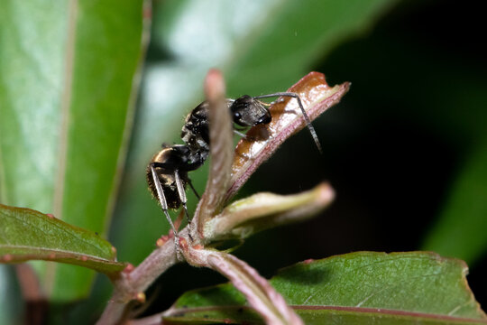 Tropical Polyrhachis dives ant climbing branch in rainforest, Thailand