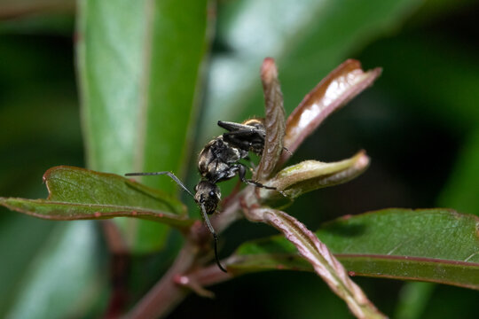 Polyrhachis dives ant on green leaf in Khao Sok rainforest, Thailand