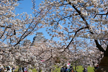 姫路公園の桜。姫路、兵庫、日本。４月上旬。