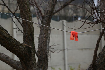Clothespins hang on a line between tree branches in a backyard during a cloudy day in early spring