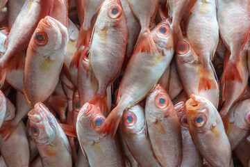 Close up of a variety of colorful fresh fish on display at fishmarket.
