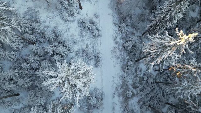 Schwarzwald im Winter - Waldweg und Schwarzwaldtannen mit Schnee aus der Vogelperspektive