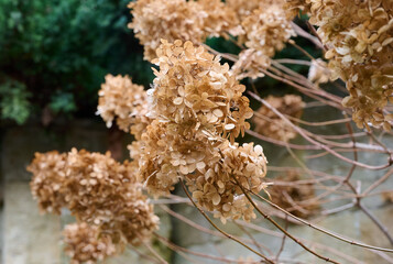 Close-up of dry brown hydrangea inflorescences (Hydrangea).