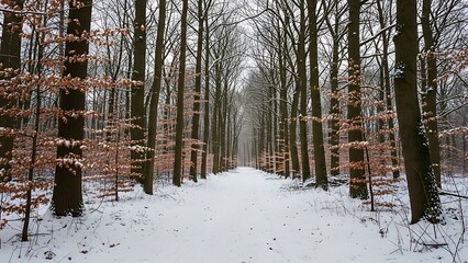 Stunning panorama of snowy landscape in winter in Black Forest - winter wonderland snow, Panorama of beautiful winter park
