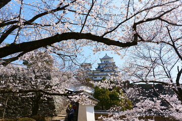 姫路公園の桜。姫路、兵庫、日本。４月上旬。