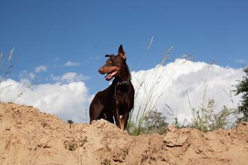 A Doberman dog