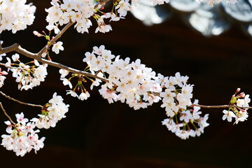 姫路公園の桜。姫路、兵庫、日本。４月上旬。