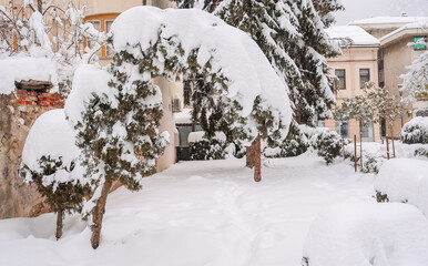 Snow-laden tree bent under the weight of fresh snowfall in a quiet urban courtyard, capturing winter calm, cold weather atmosphere and seasonal nature within the city.
