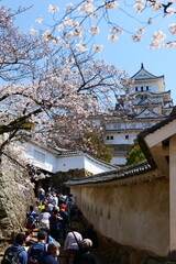 姫路公園の桜。姫路、兵庫、日本。４月上旬。
