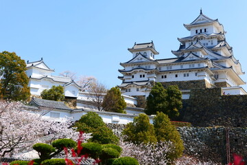 姫路公園の桜。姫路、兵庫、日本。４月上旬。