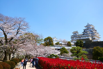 姫路公園の桜。姫路、兵庫、日本。４月上旬。