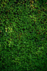 Natural moss texture background. Green background.