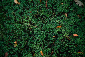 Natural moss texture background. Green background.