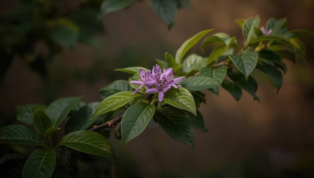 Indicum Combretum in the garden