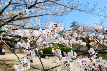姫路公園の桜。姫路、兵庫、日本。４月上旬。