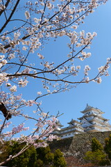 姫路公園の桜。姫路、兵庫、日本。４月上旬。