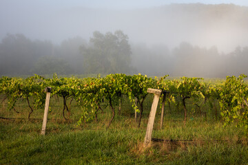 Green Vineyard Misty Morning Serene Landscape