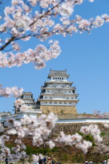姫路公園の桜。姫路、兵庫、日本。４月上旬。