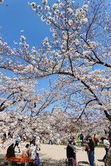 姫路公園の桜。姫路、兵庫、日本。４月上旬。