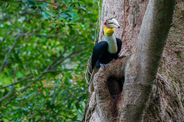 Oriental Pied Hornbill perched on tree trunk.