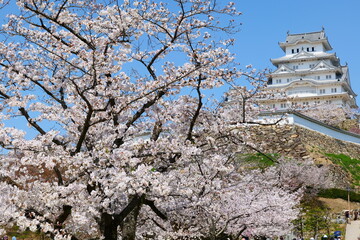 姫路公園の桜。姫路、兵庫、日本。４月上旬。