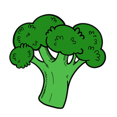 Big green fresh broccoli floret  on white background