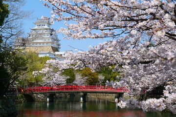 姫路公園の桜。姫路、兵庫、日本。４月上旬。