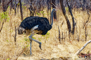 Afrikanischer Strau&szlig;