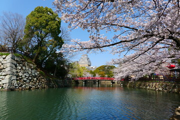 姫路公園の桜。姫路、兵庫、日本。４月上旬。