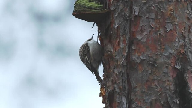 A Eurasian treecreeper is clinging to a tree trunk as it searches for and finds a bug beneath the bark on a cloudy winter day.