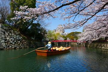 姫路公園の桜。姫路、兵庫、日本。４月上旬。