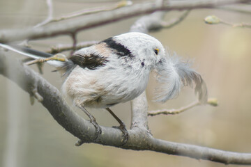Schwanzmeise mit einer Feder im Schnabel