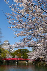 姫路公園の桜。姫路、兵庫、日本。４月上旬。