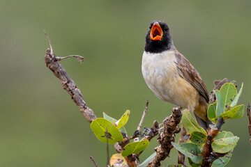 Black-thorated saltator 