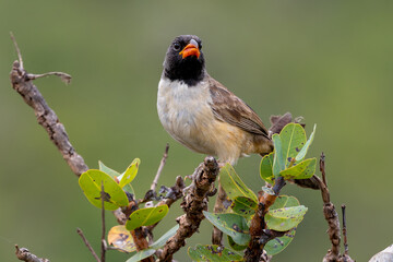 Black-throated saltator 