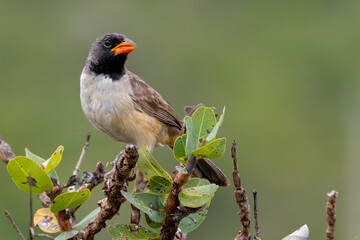 Black-throated saltator 